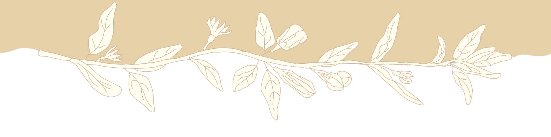 Illustrazione lineare di un ramo di salvia in orizzontale con foglie e butti di fiori, elemento grafico decorativo del sito del ristorante da Alcide.