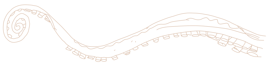 Illustrazione lineare con un tentacolo di polpo che arriva dalla destra dell'immagine, elemento grafico decorativo del sito del ristorante da Alcide.