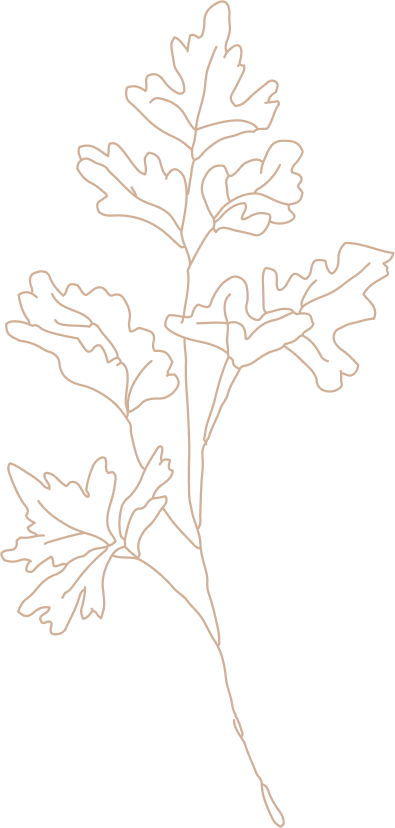 Illustrazione lineare con un prezzemolo, elemento grafico decorativo del sito del ristorante da Alcide.