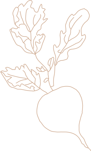 Illustrazione lineare con un ravanello, elemento grafico decorativo del sito del ristorante da Alcide.